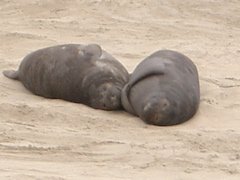 Elephant Seals at Ano Nuevo State Park