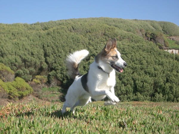 Taking a giant leap for Dog-kind